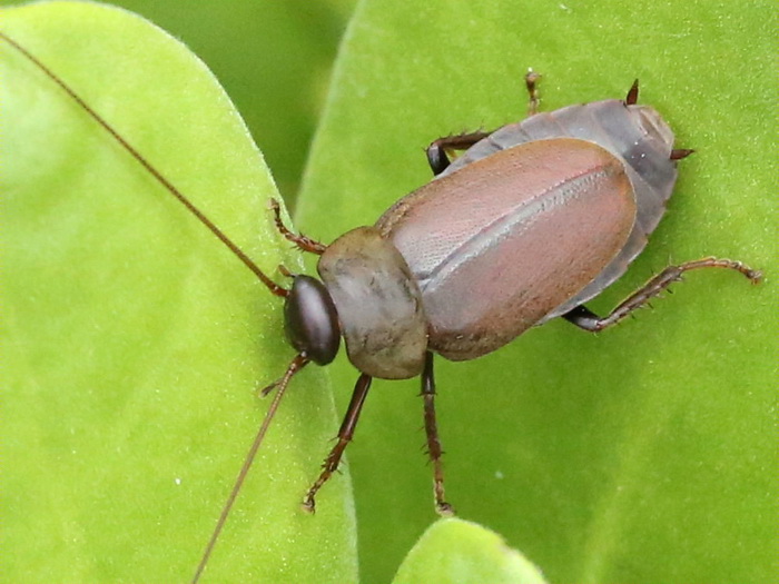 таракан Diploptera punctata.jpg