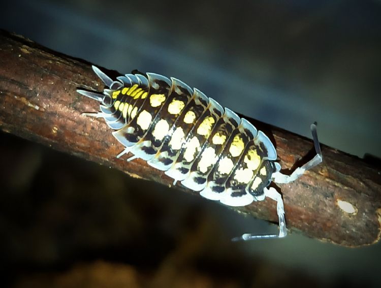 Porcellio haasi.jpg