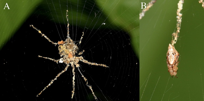 пауки стабилименты.jpg