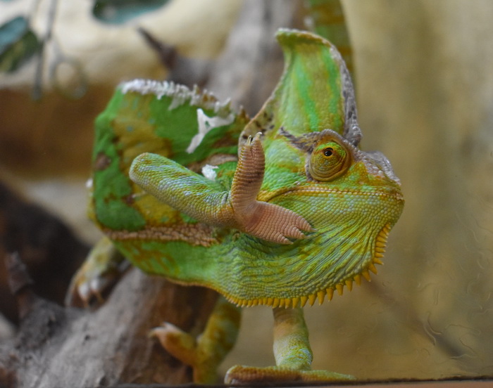 6 - хамелеон.jpg 6 - хамелеон.jpg