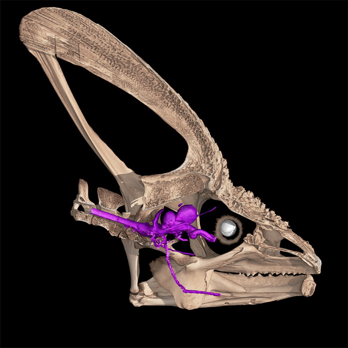 хамелеон нерв.jpg