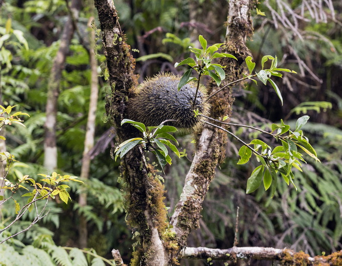 11 - сквамеллярия.jpg 11 - сквамеллярия.jpg