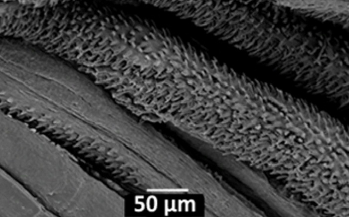 Parakneria thysi крючки на плавнике.jpg