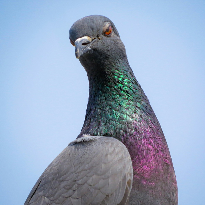 1 - птицы.jpg 1 - птицы.jpg