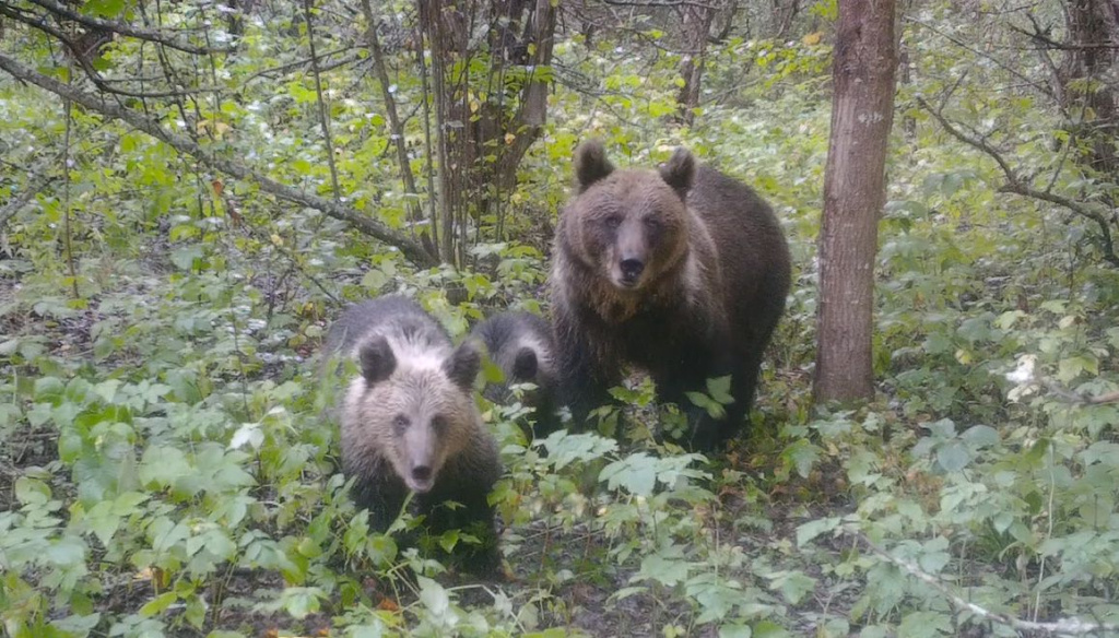 Маша_2025 рябин сад в 50 м от моего дома.jpg