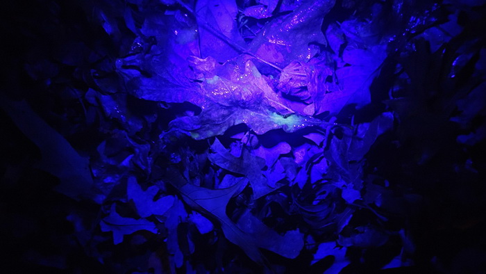 олень метка.jpg