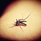 Как комары отличают людей от животных