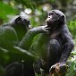 Бонобо дружат с чужаками