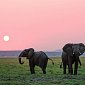 Слоны общаются инфразвуком