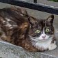 Кошек стерилизовали генной инженерией