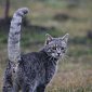 В кошачьих метках нашли индивидуальные «подписи»