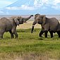 Взрослые слоны успокаивают молодёжь